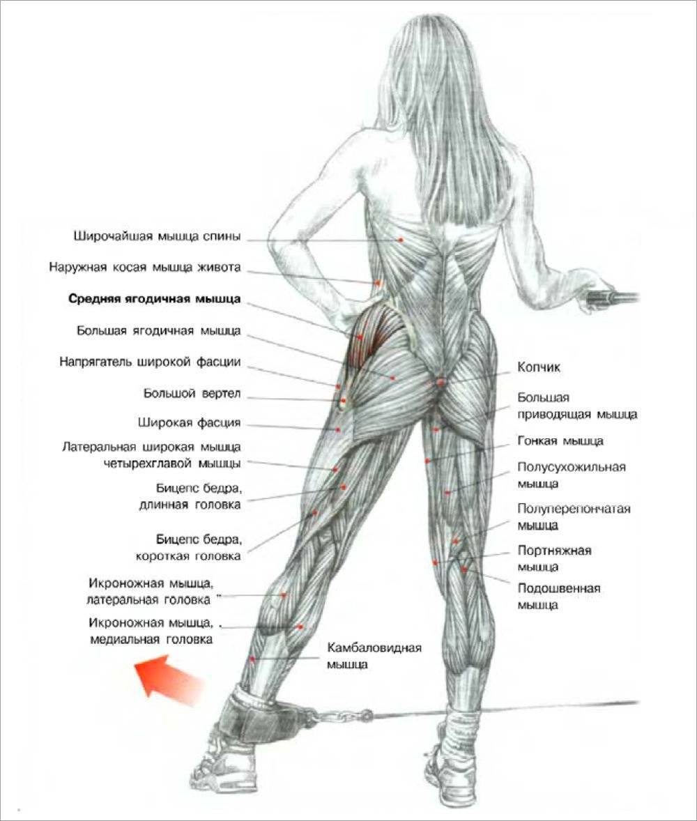 Мышцы ног и ягодиц анатомия