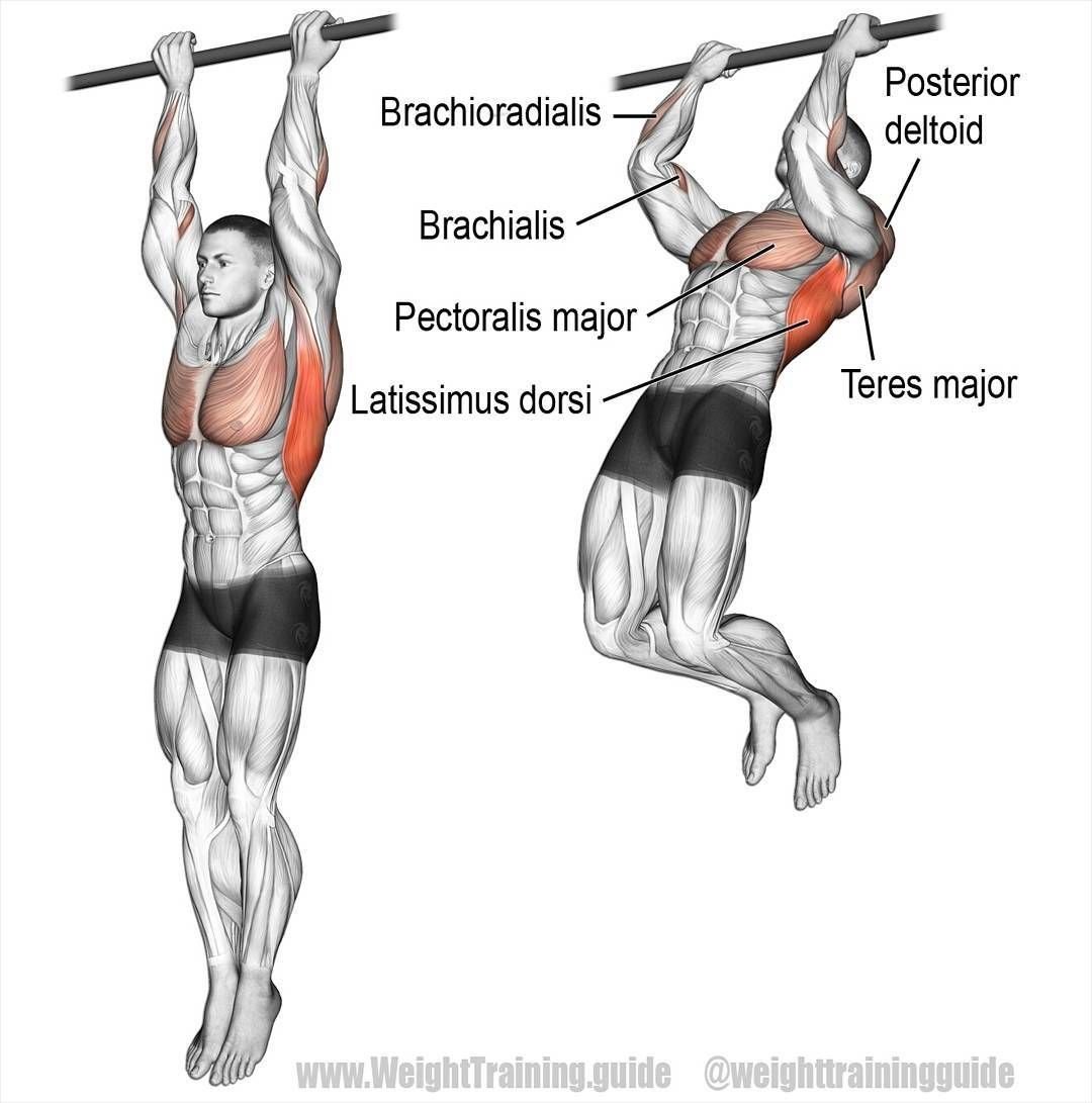 Подтягивания узким обратным хватом