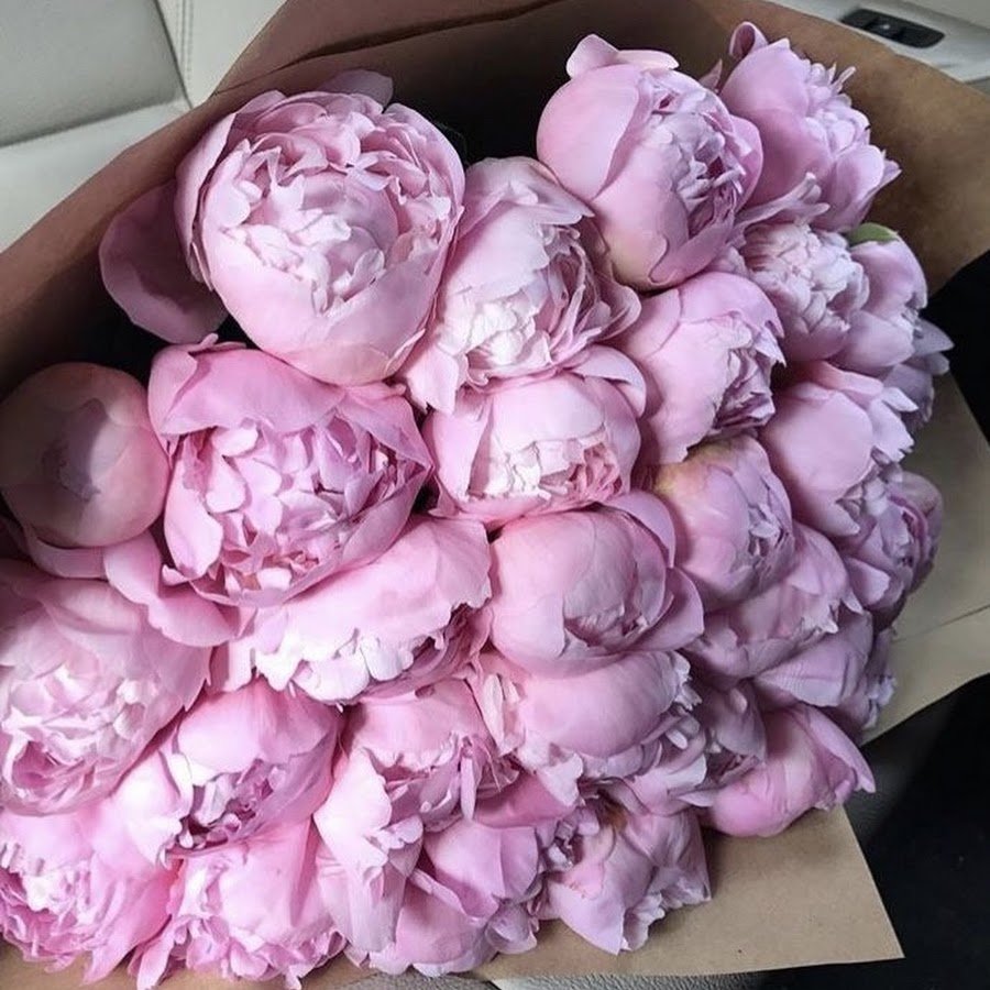 35 Пионов Сара Бернар