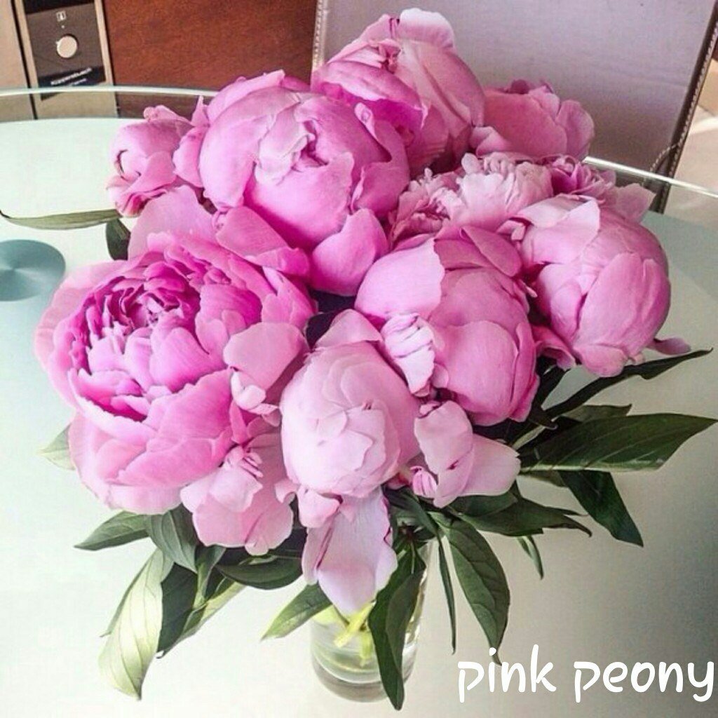 Любимые цветы пионы