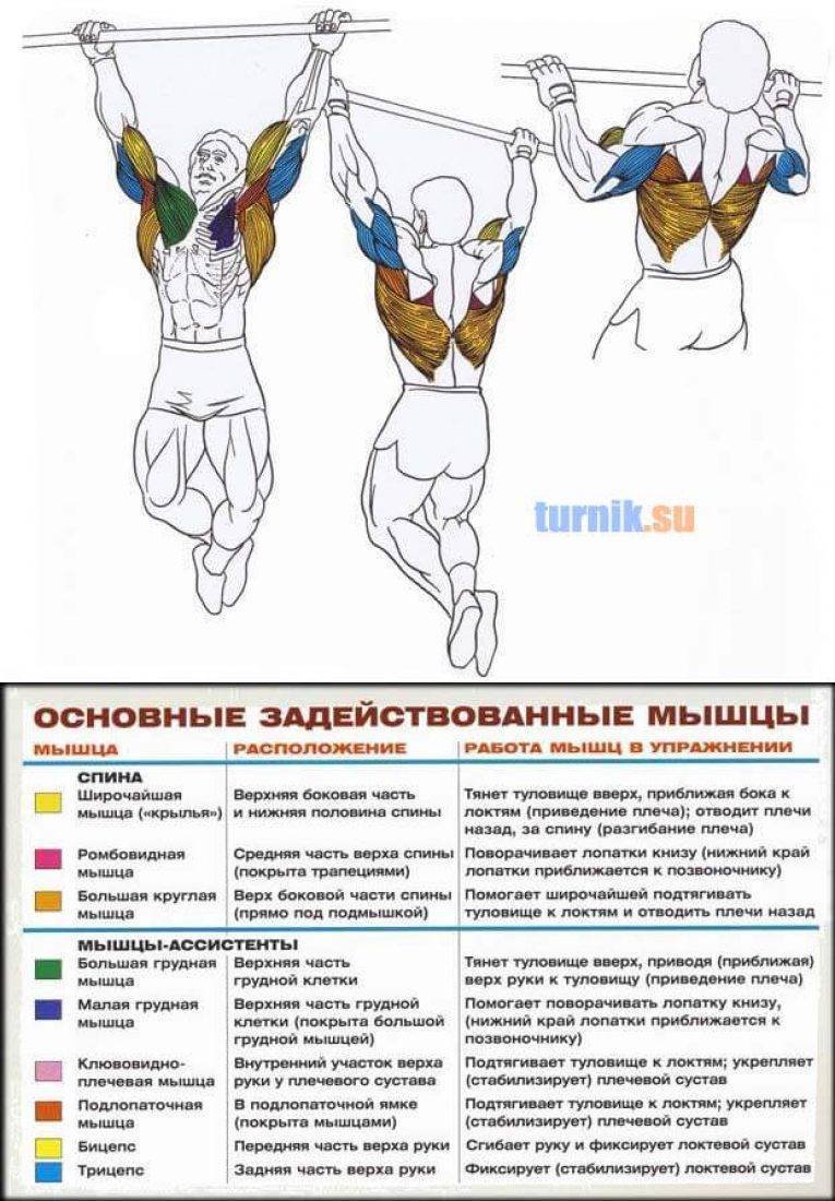 Подтягивания широким хватом мышцы