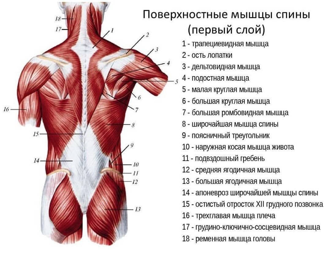 Поверхностные мышцы спины 1 слой