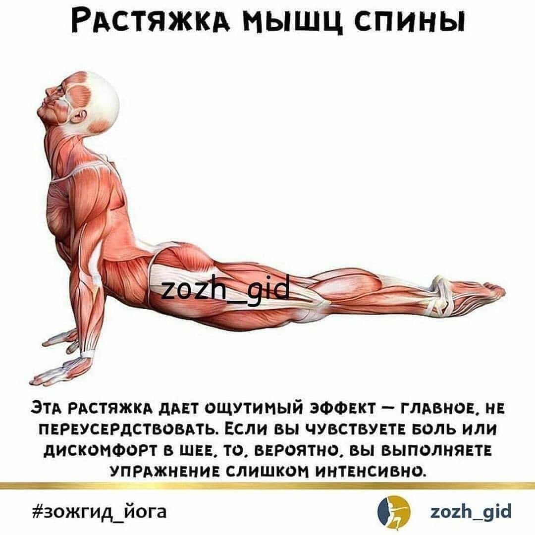Растяжка мышц