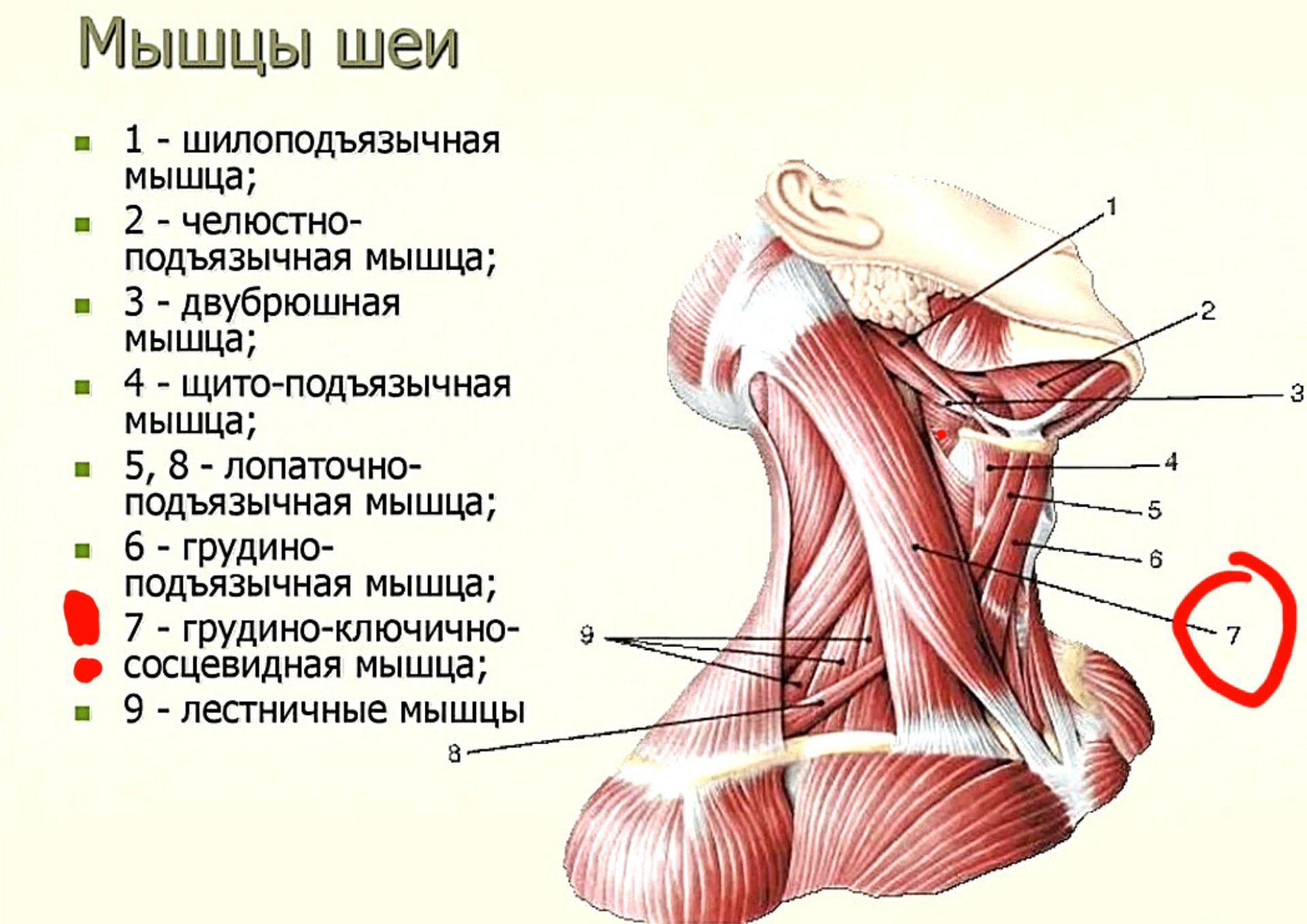 Какая мышца изображена на рисунке. Мышцы и фасции головы и шеи анатомия. Строение мышц шеи вид спереди. Мышцы и фасции шеи анатомия. Глубокие мышцы шеи вид спереди.