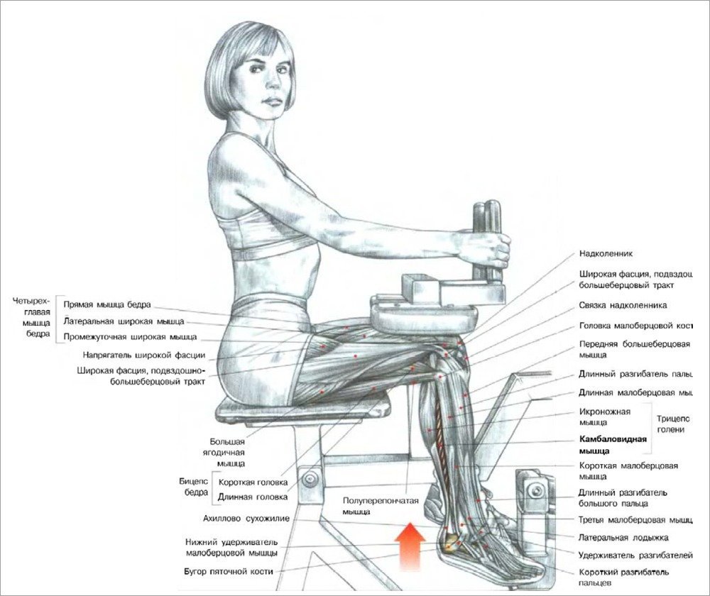 Разгибание ног в тренажере сидя схема