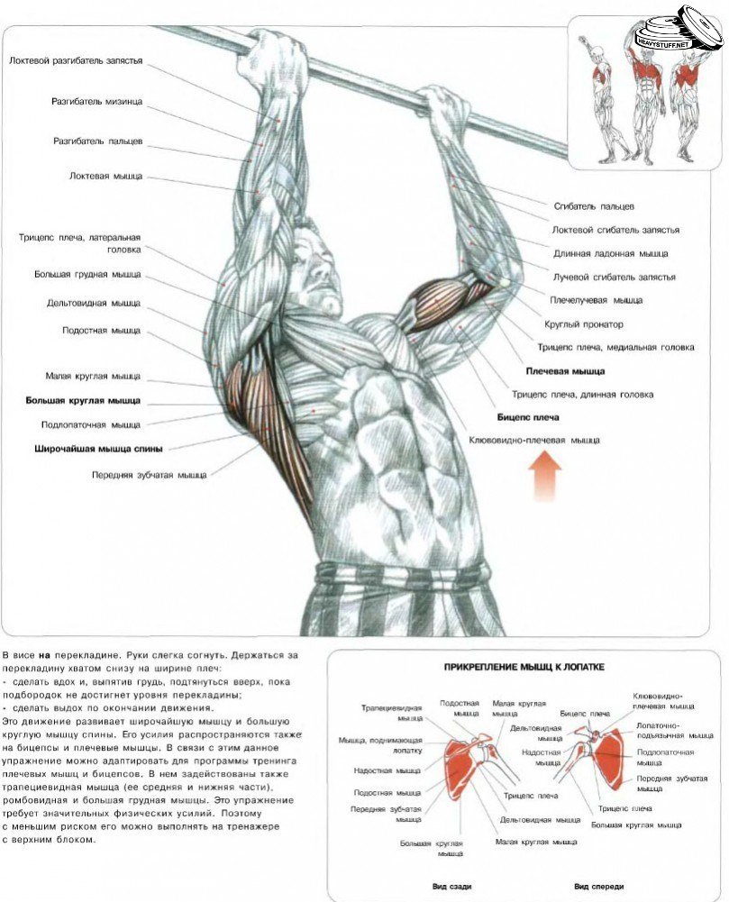Мышцы задействованные при подтягивании обратным хватом
