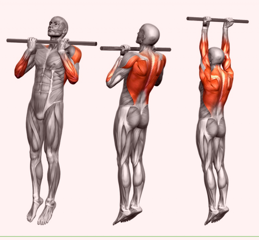 Подтягивания обратным хватом мышцы