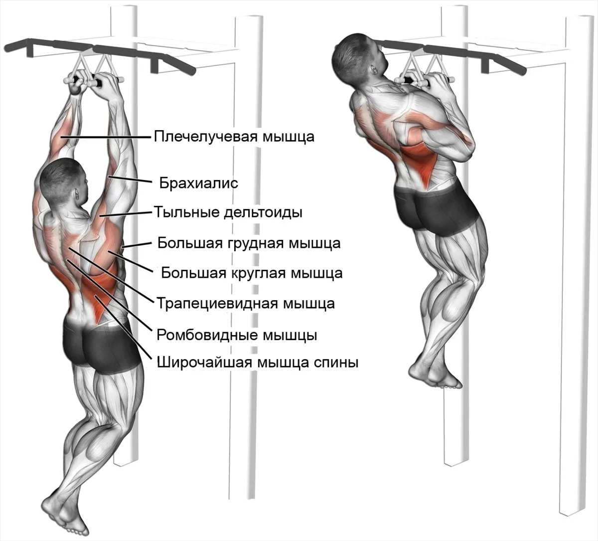 Мышцы при подтягивании параллельным хватом