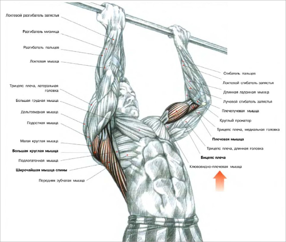 Подтягивания схема мышц