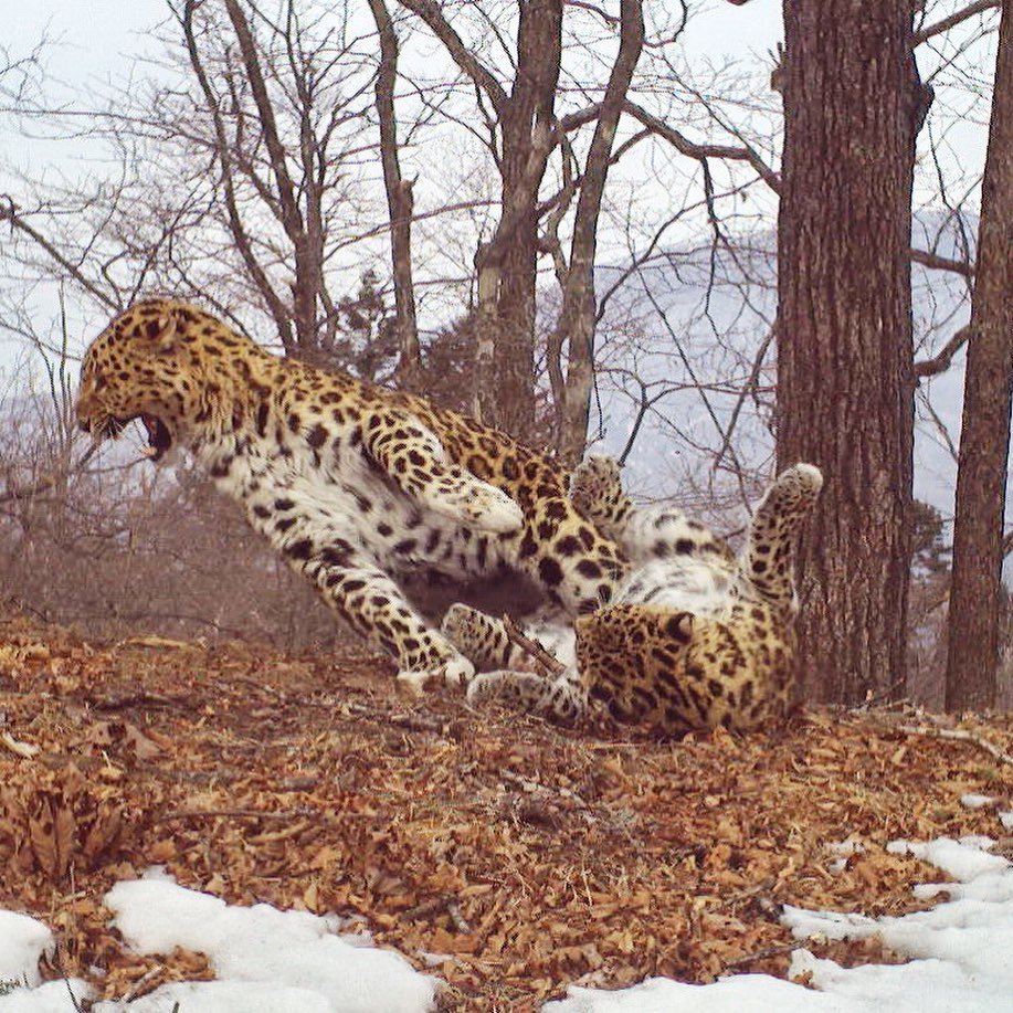 Дальневосточный леопард фотоловушка