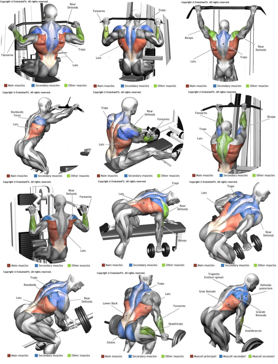 Эффективные упражнения для спины в тренажерном зале
