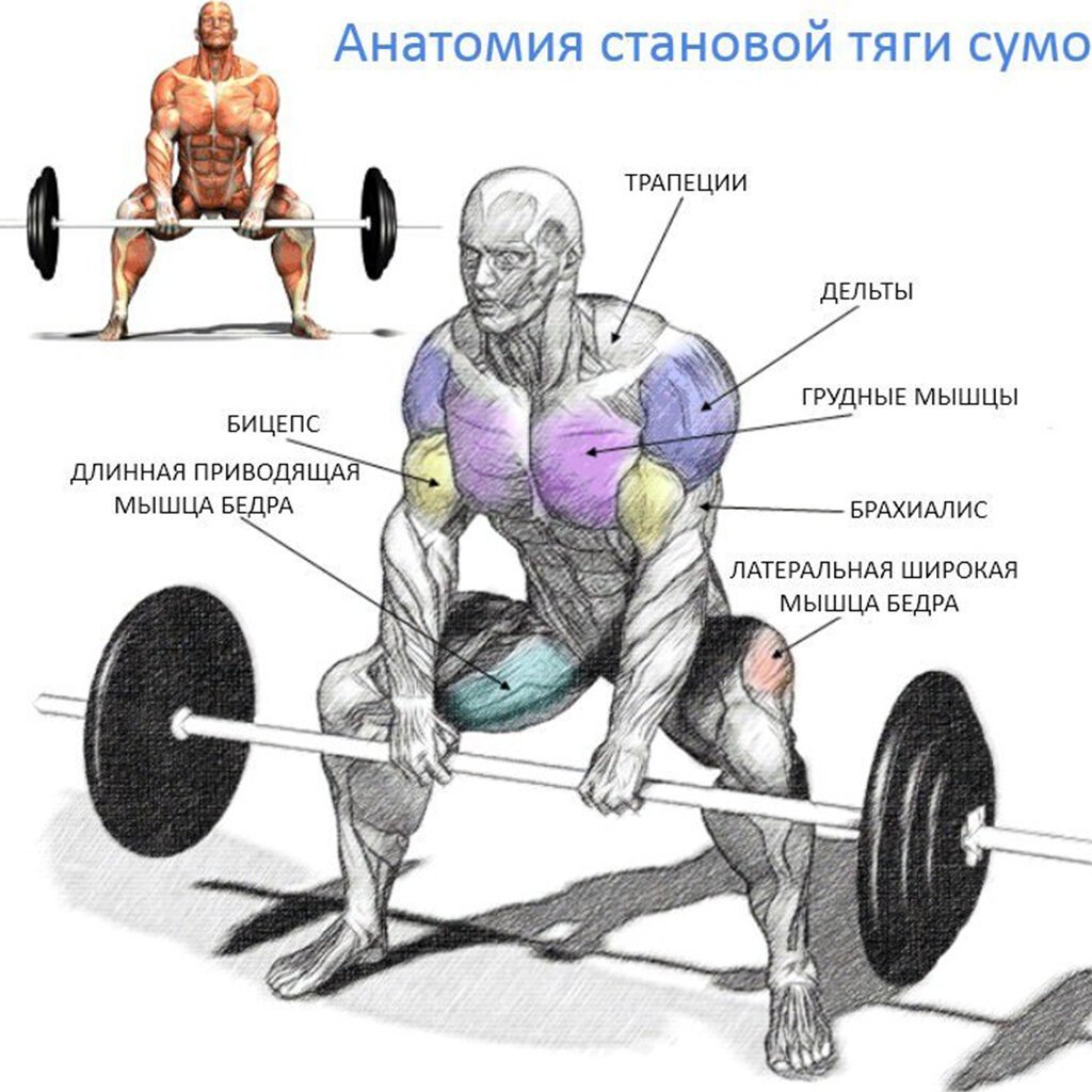 Становая тяга сумо анатомия