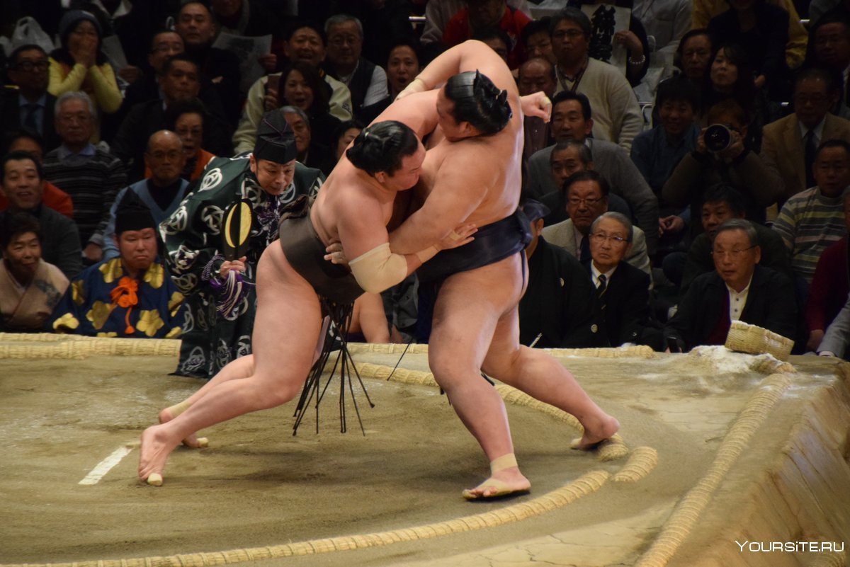 Что такое сумо. Сумо спорт в Японии. Монгольские борцы сумо.