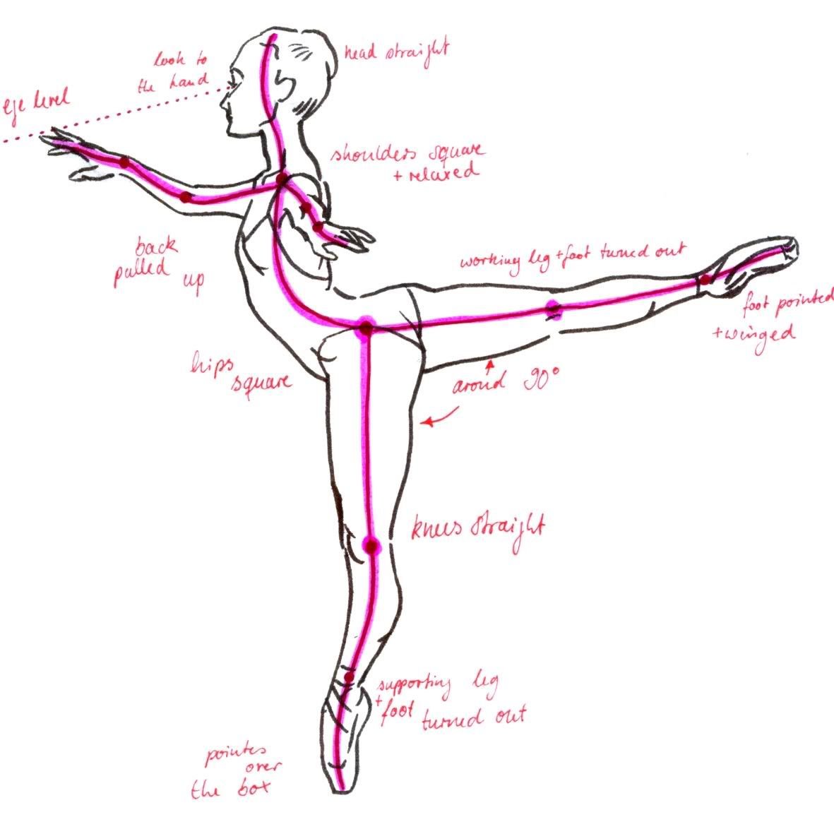 Анатомия движения в танце