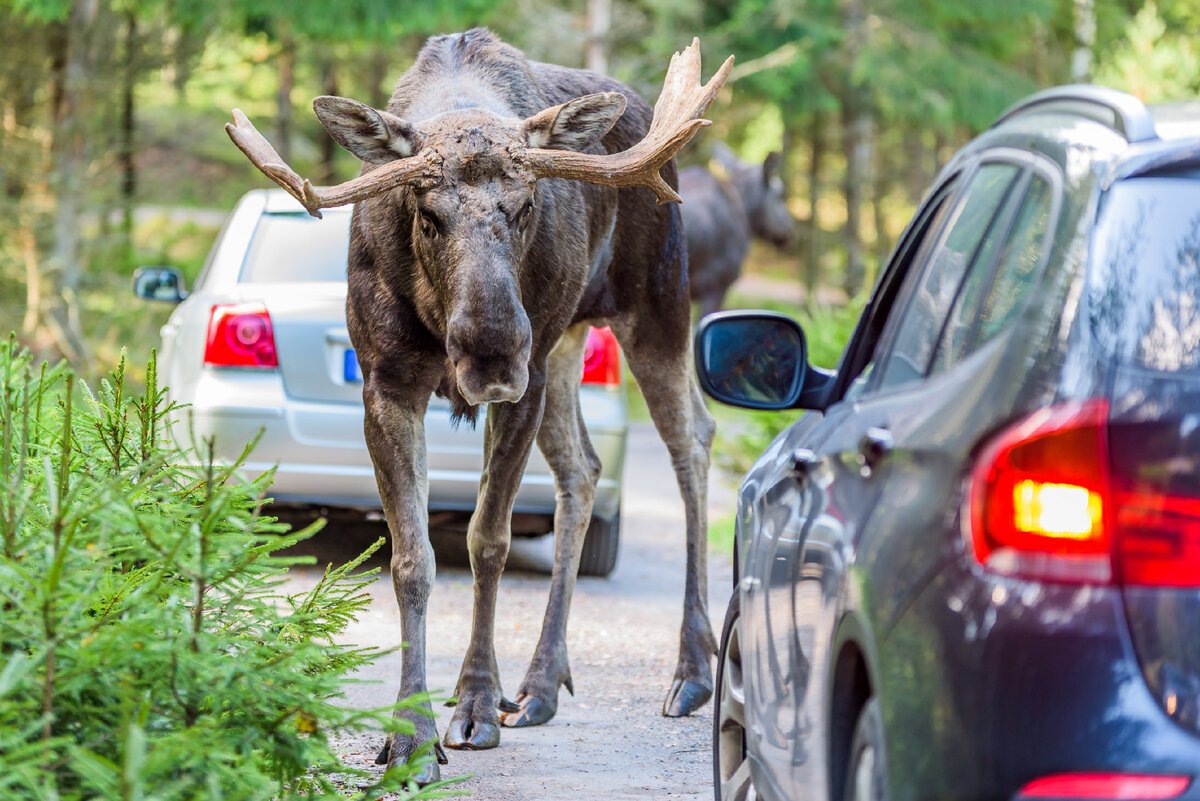 Moose Motors Раменское Яков