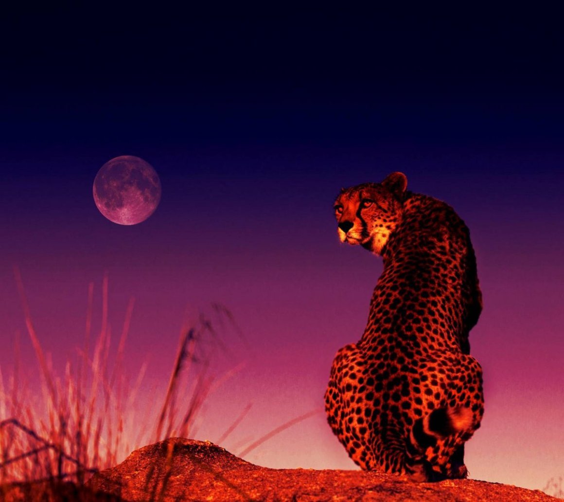 Гепард на закате