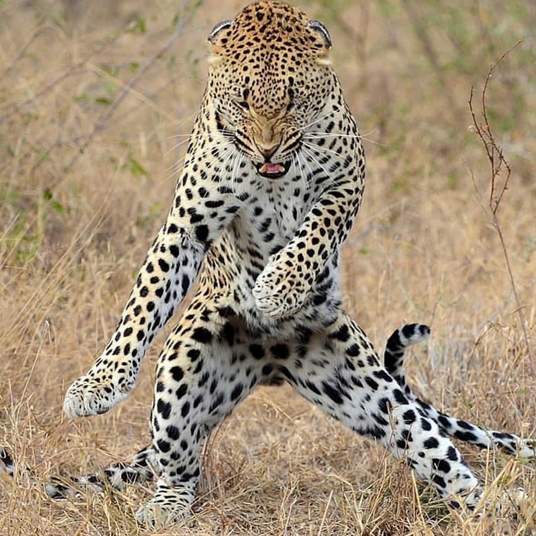 Смешной леопард