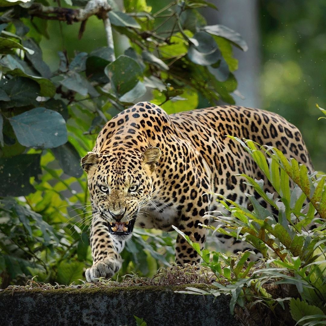 Леопард Panthera pardus