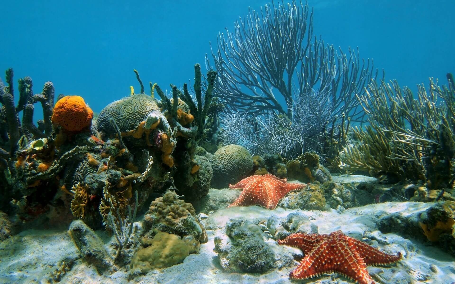 Размер морей и океанов. Подводный риф Эль Кусейр. Рифы Карибского моря. Морское дно. Морское дно с кораллами.
