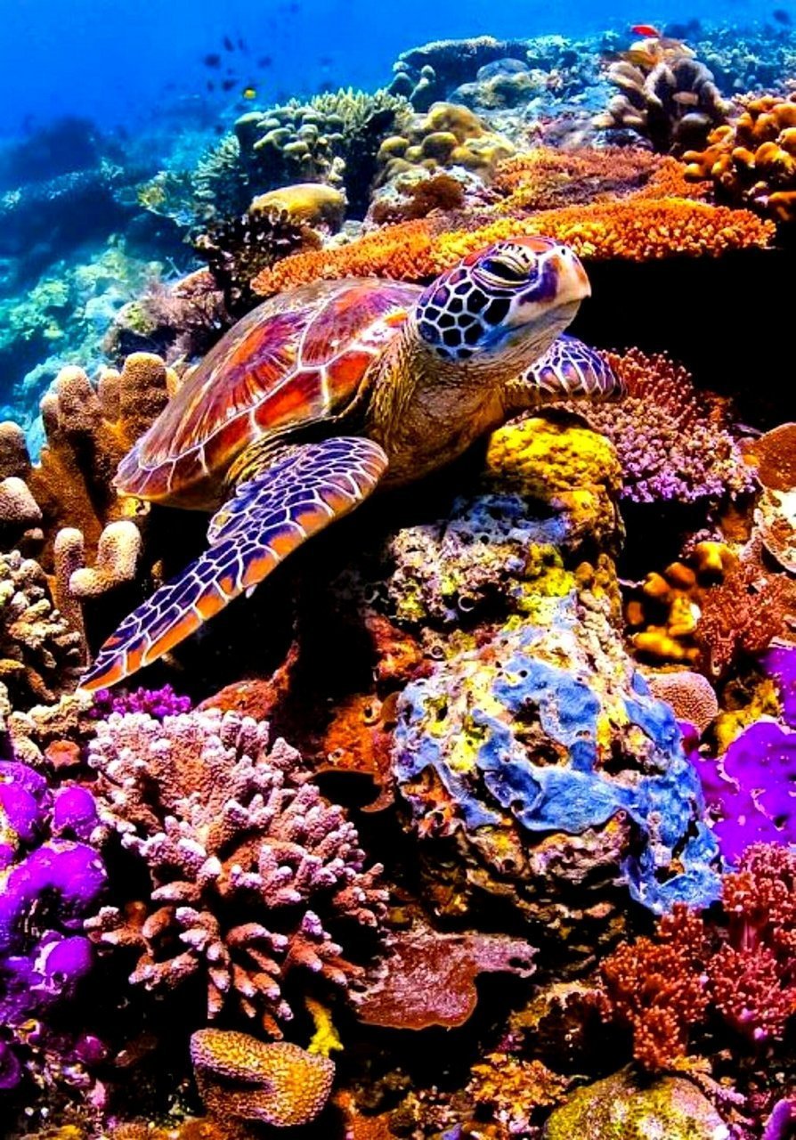 Рыбы морская черепаха. Туббатаха риф черепаха. Галапагосские острова подводный мир. Рифы в океане. Черепахи красного моря.