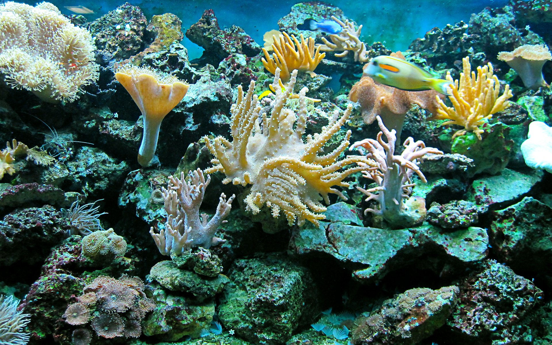 Обитатели кораллового рифа. Подводный риф риф. Морской риф Сочи. Морское дно. Подводный мир кораллы.