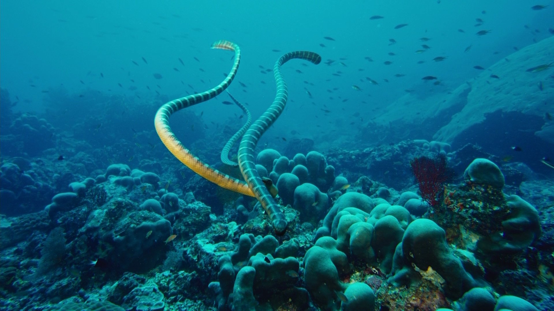 В глубоководных океанах отсутствуют. Морские змеи шармаль Шейх. Морская змея большой Барьерный риф. Подводные обитатели. Подводный мир Тихого океана.