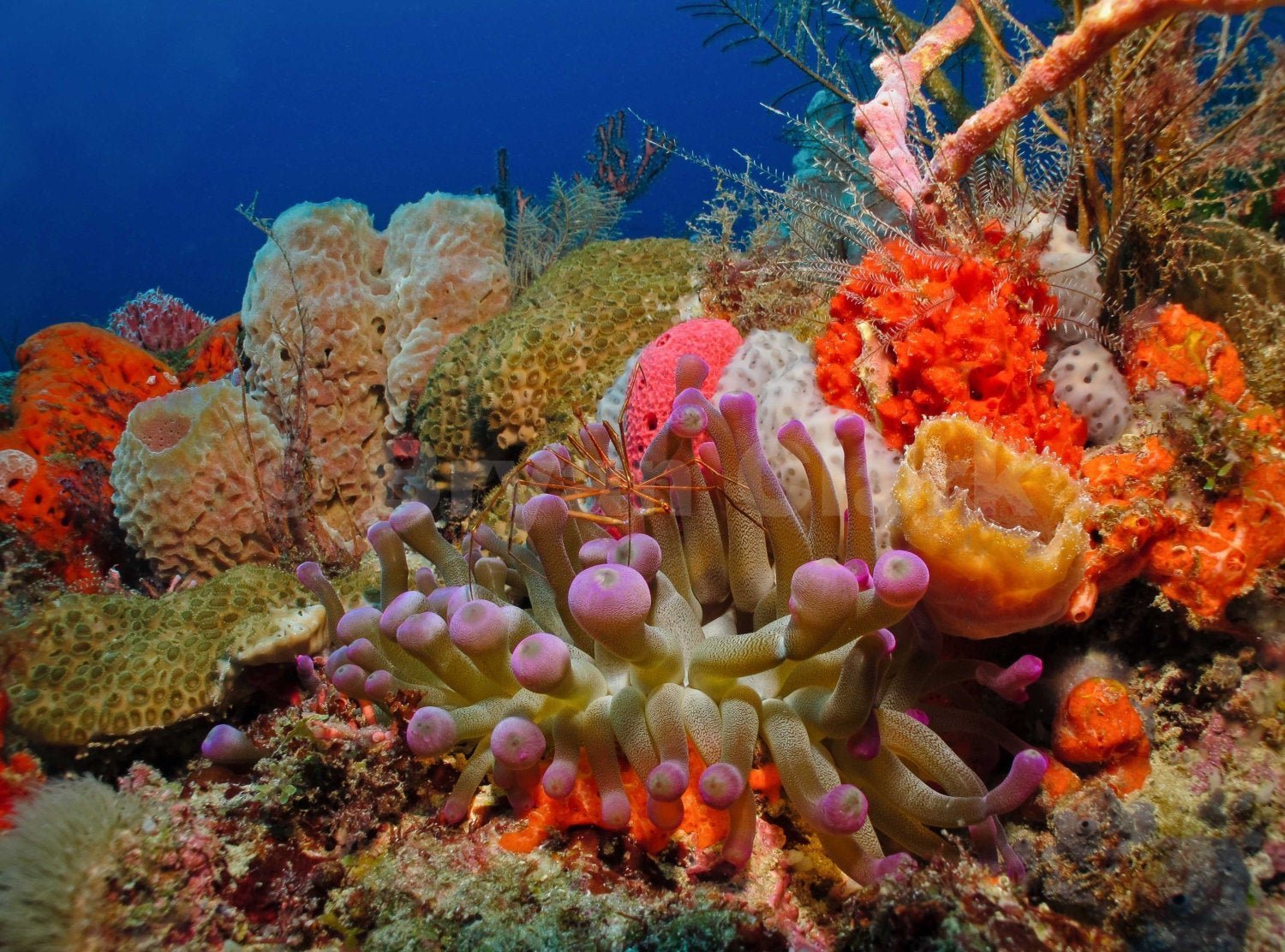 Коралловый Барьерный риф. Коралловые рифы Карибского моря. Герматипные кораллы. Атлантический океан коралловый риф.