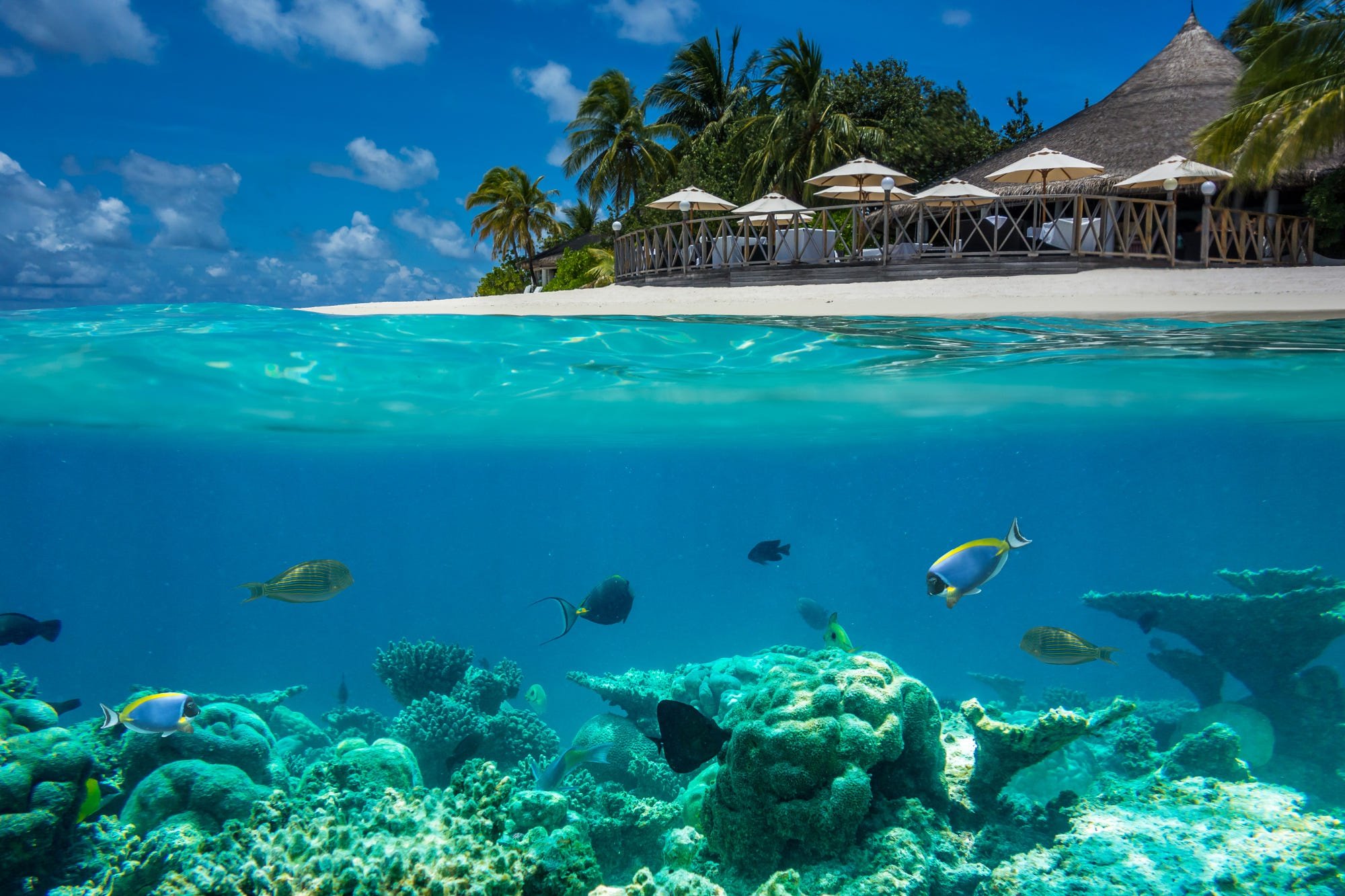 Мальдивы Лагуна риф. Коралловый риф Бора Бора. Остров в океане. Острова и море.
