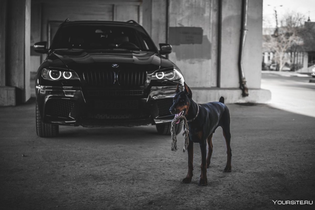 BMW x5m Pitbull