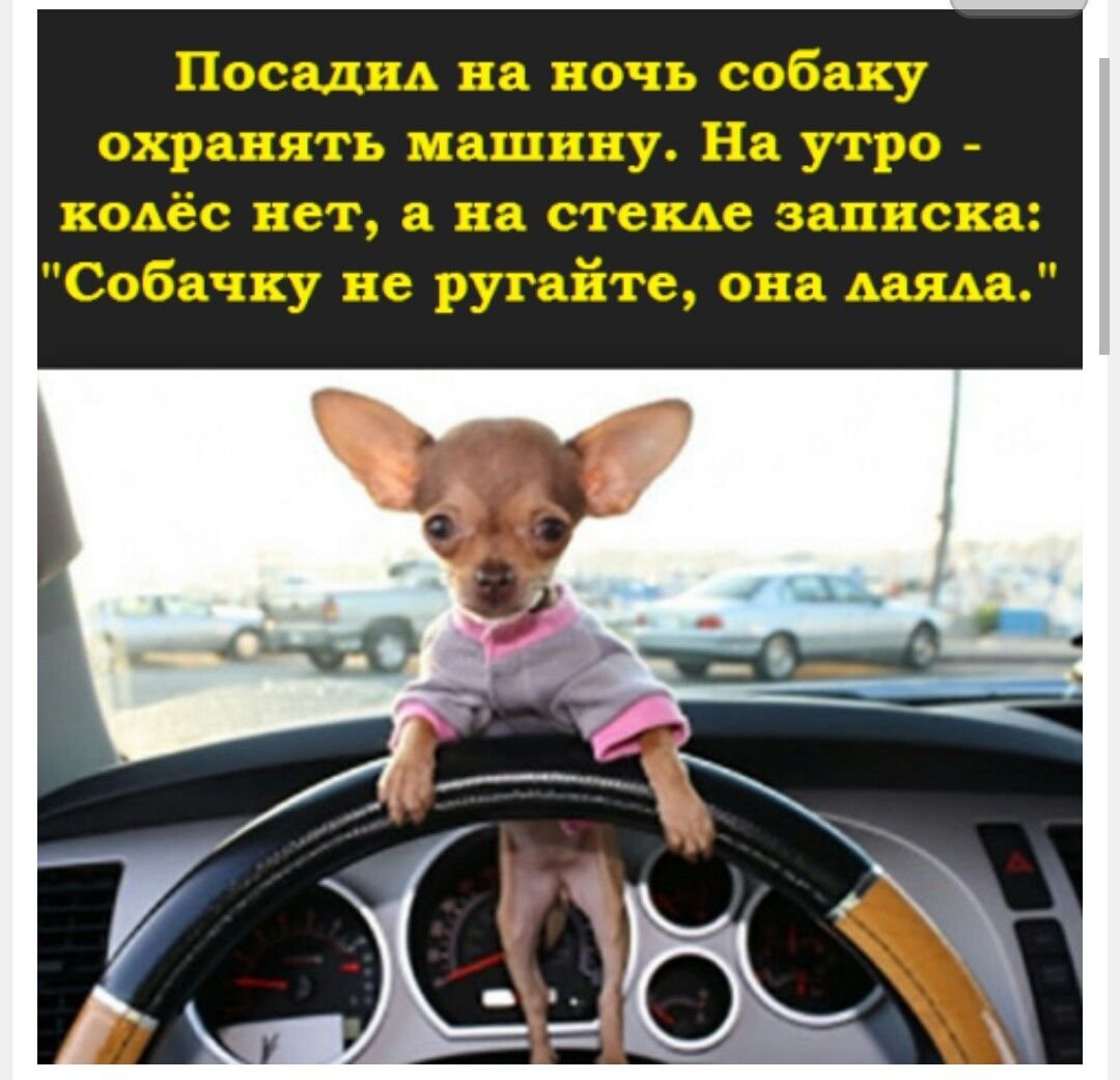Маленькая собачка за рулем