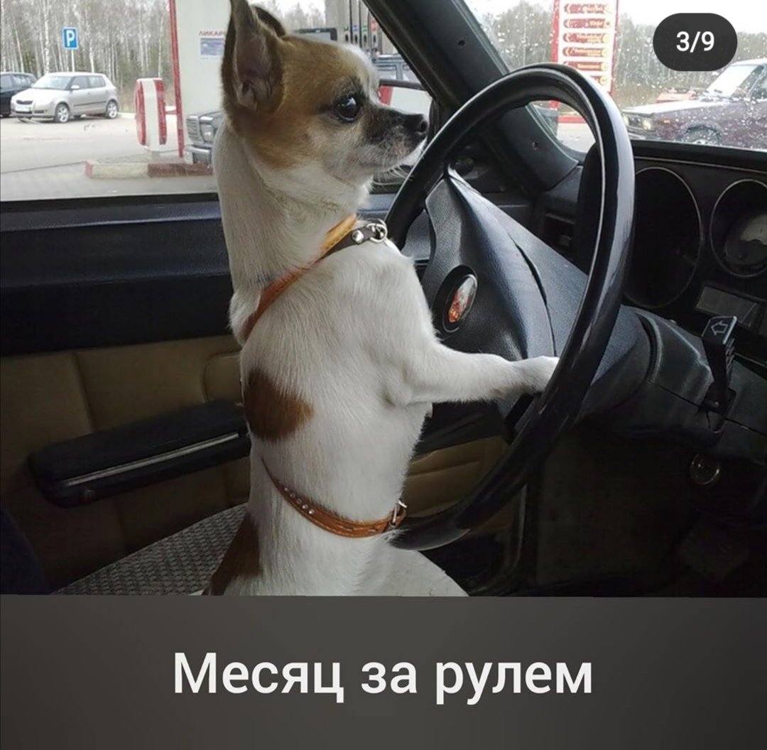 Собака водит автомобиль