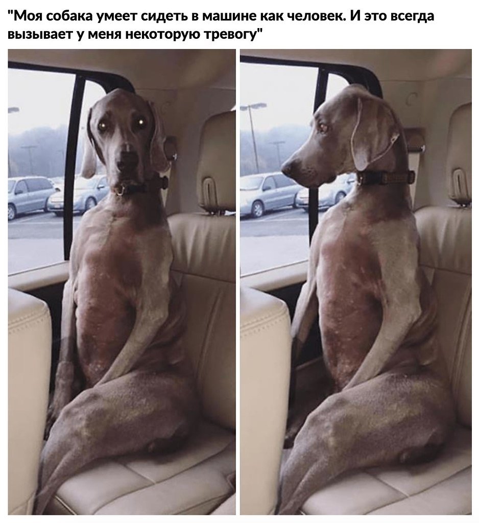Собака смешно сидит