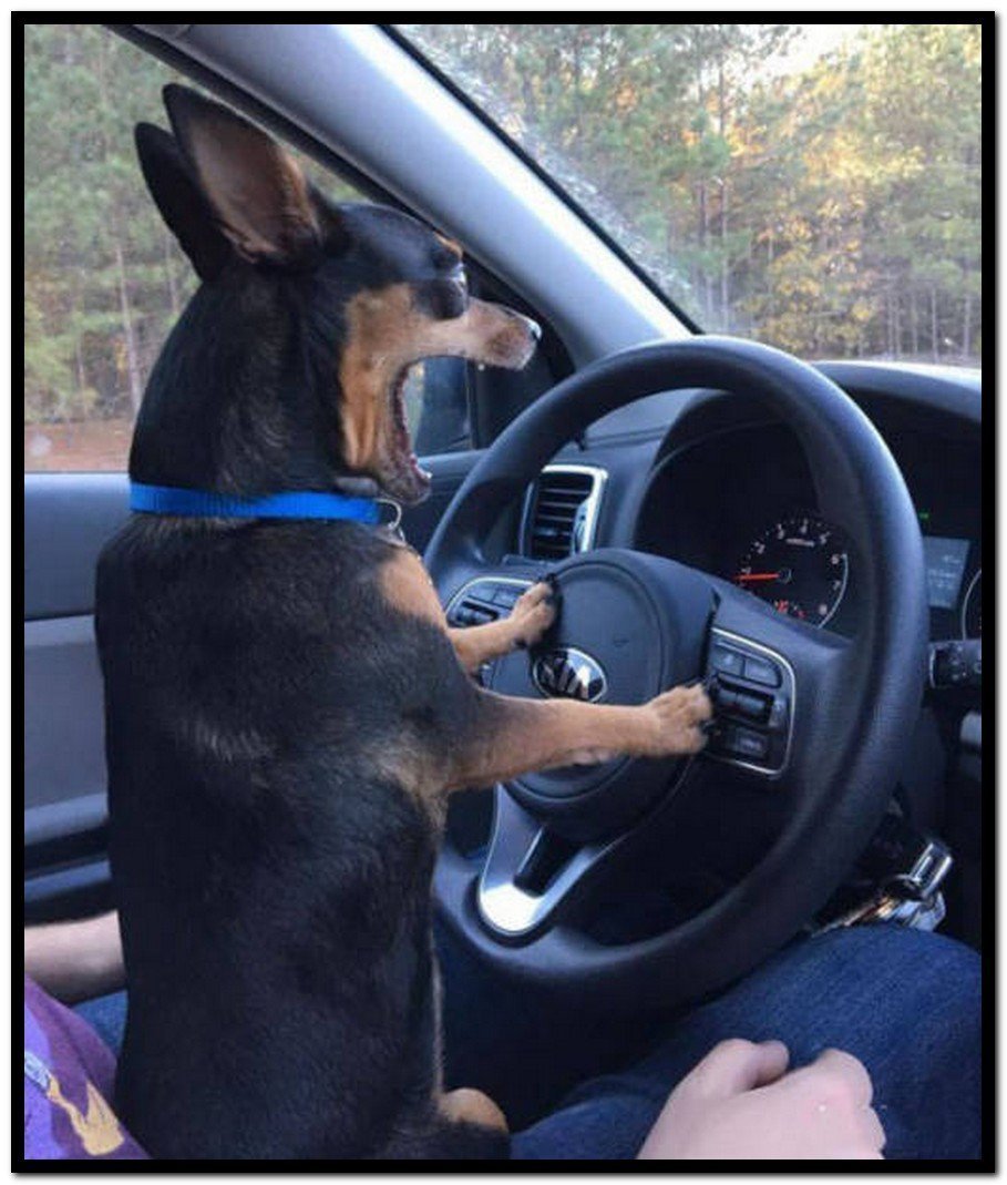 Собака за рулем