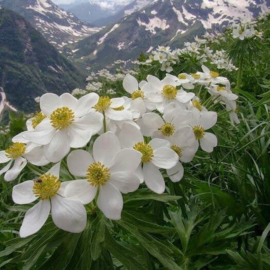 Цветок Эдельвейс на Эльбрусе
