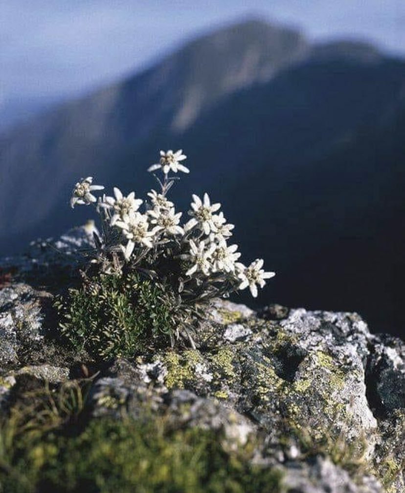 Цветок Эдельвейс Альпийский
