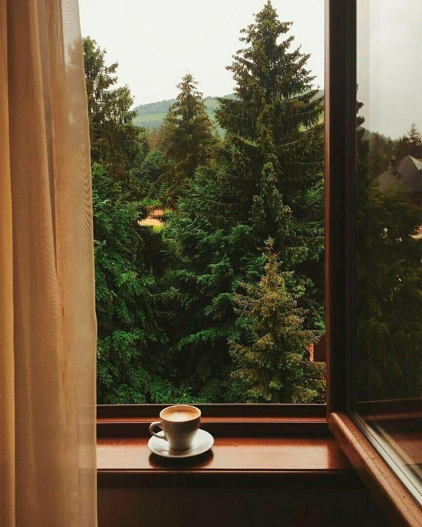 Вид из окна на лес