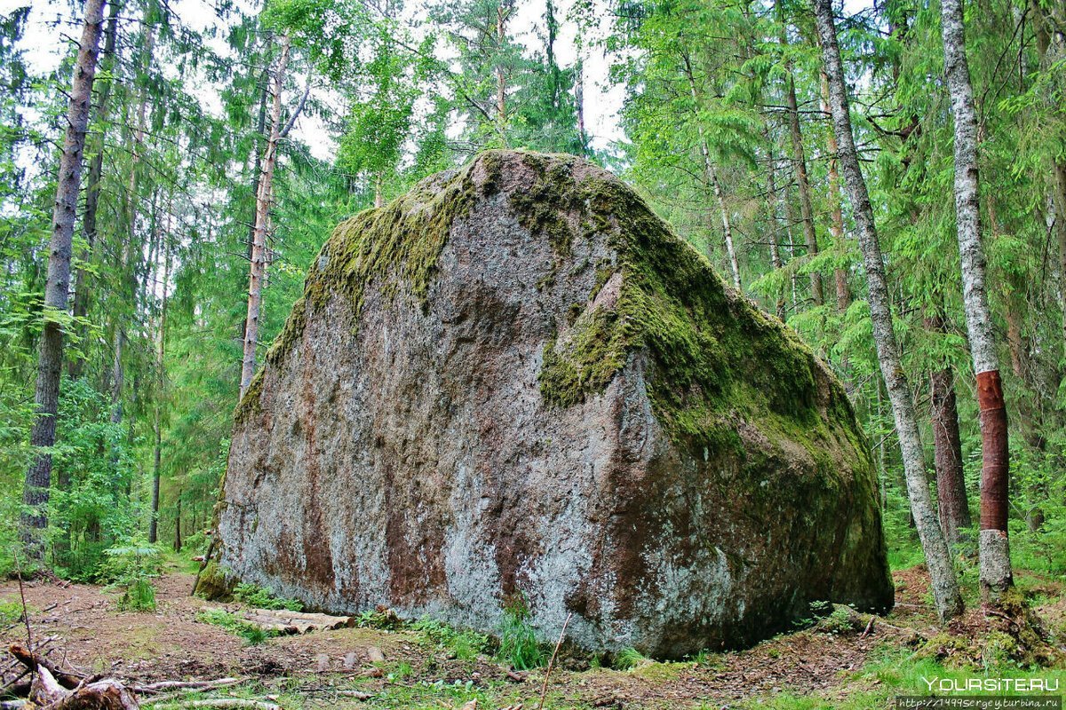 Камень Велеса в Волосовском районе