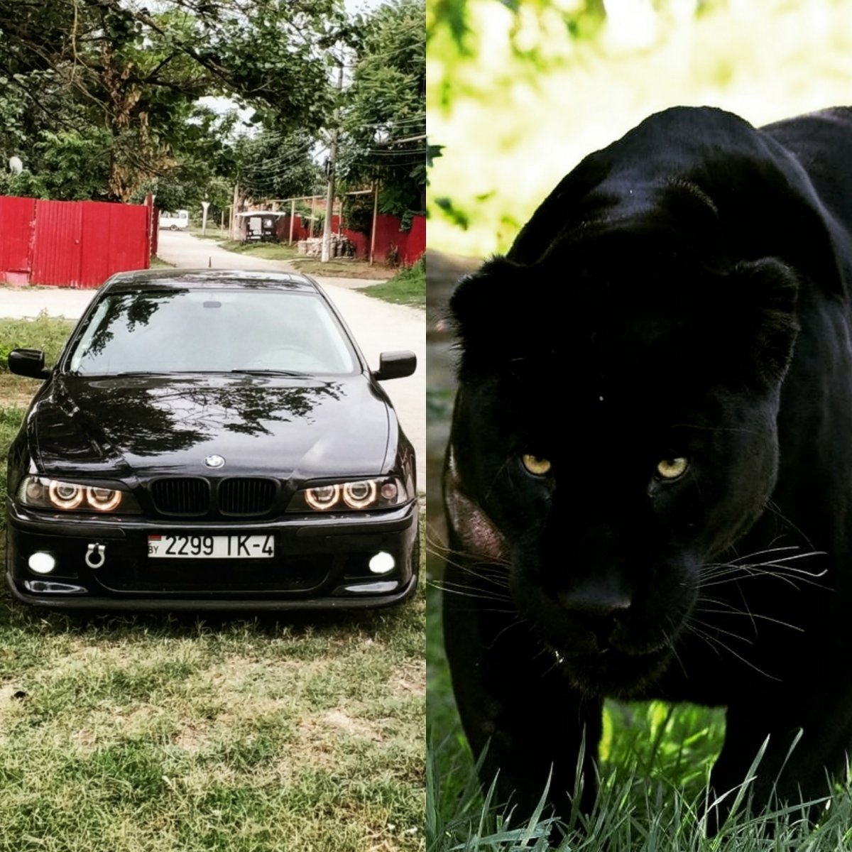 BMW чёрная пантера