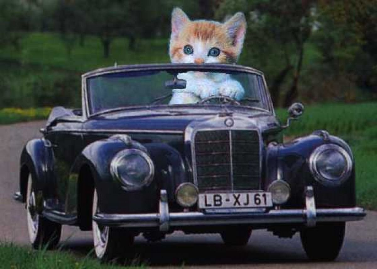 Кот на игрушечной машине