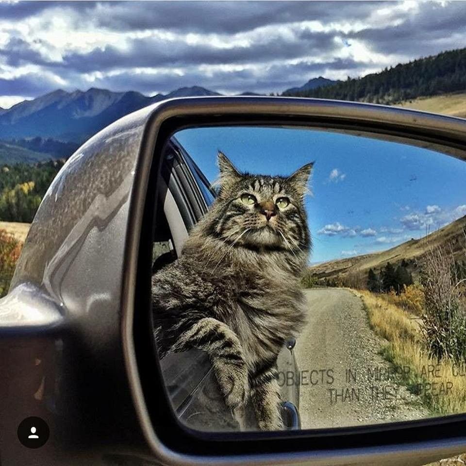 Кошка в автомобиле