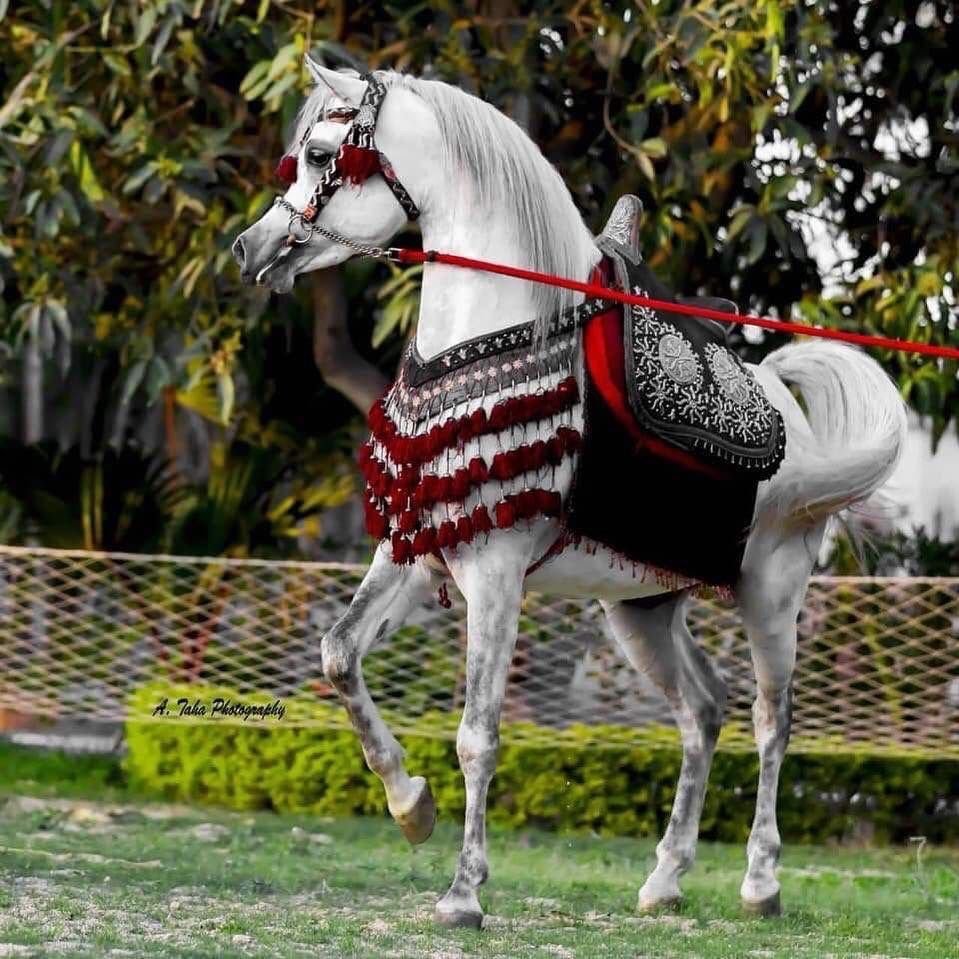 Арабские лошади в сбруе
