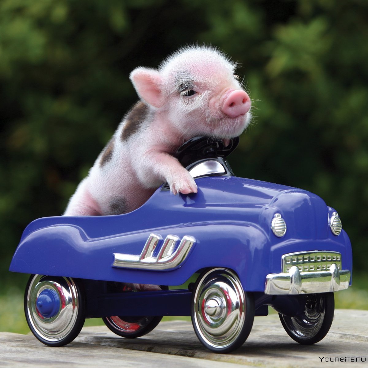 Свинья за рулем