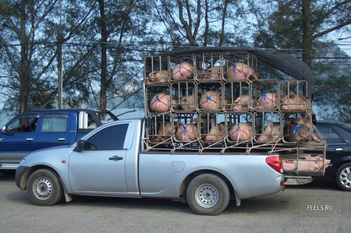 Перевозка свиньи в автомобиле