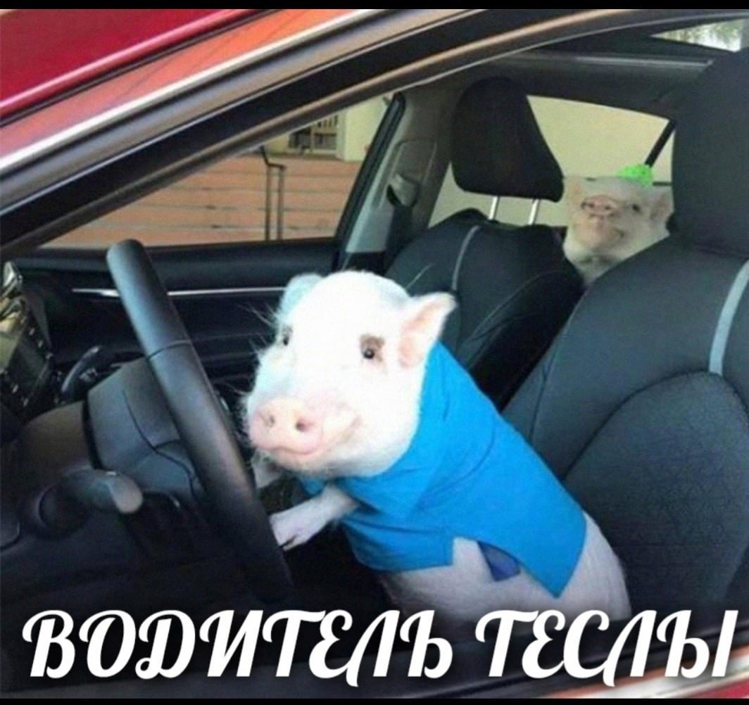 Свинья за рулем