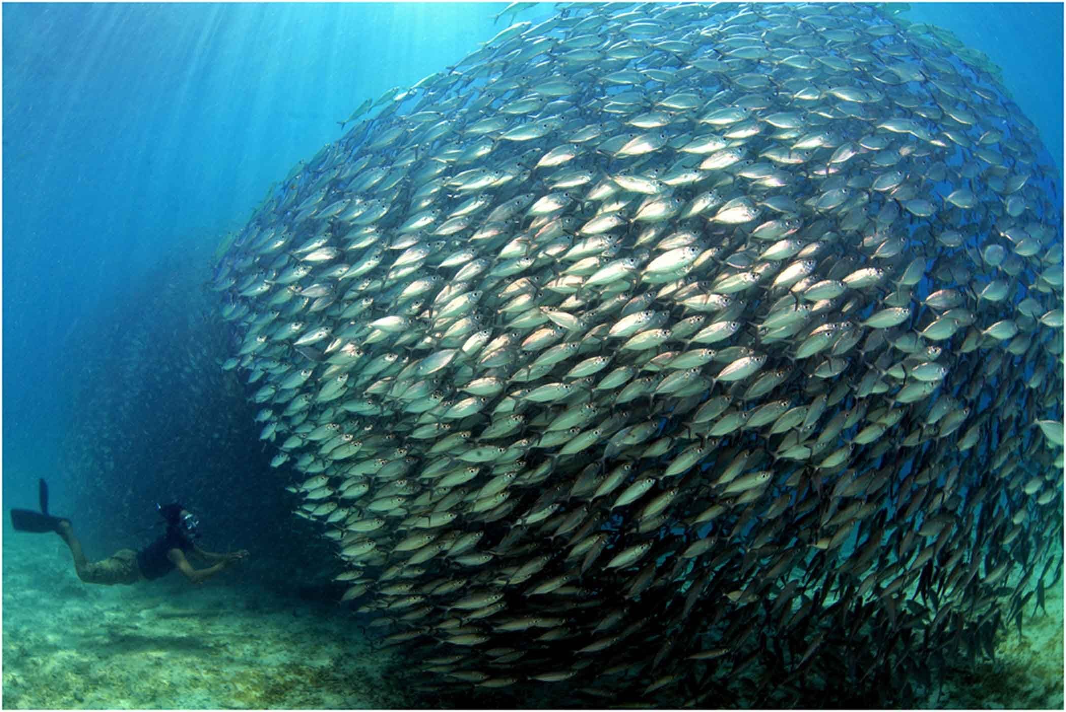 Коллективная Мимикрия у рыб. Стаи рыб в океане. Косяк рыб. Подводные рыбы. Сколько рыб в океане