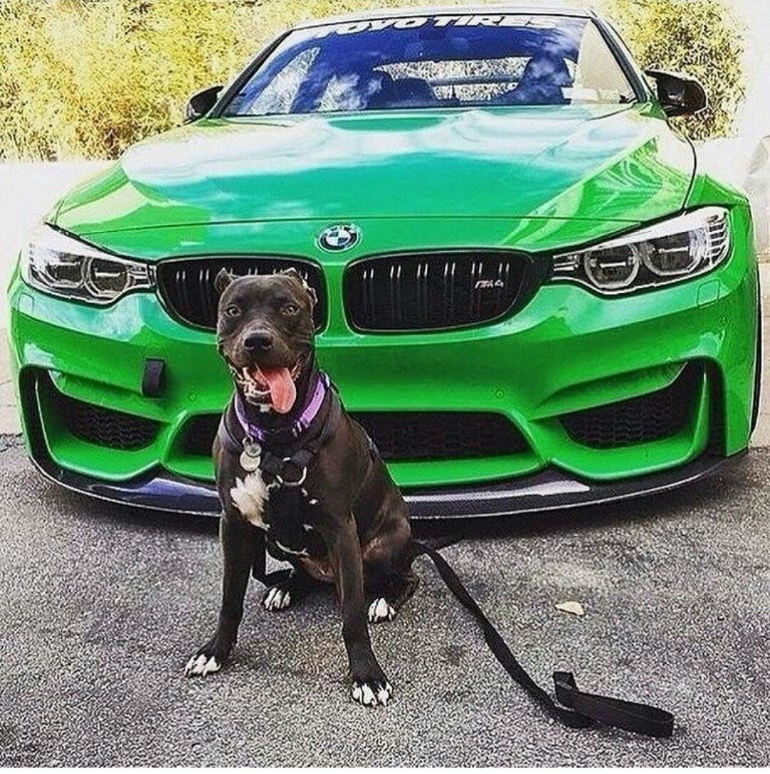 BMW собака