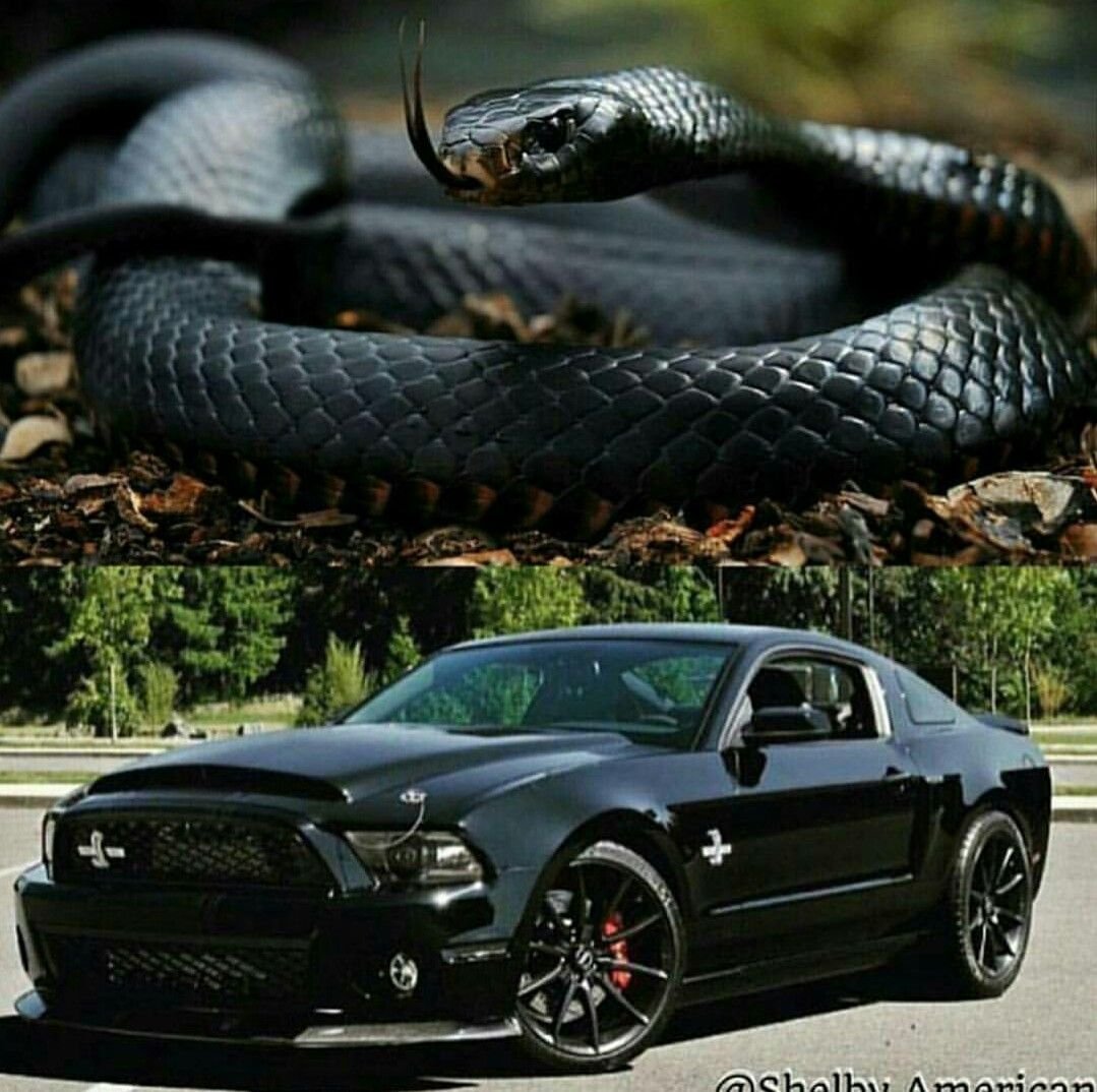 Форд Мустанг со змеей
