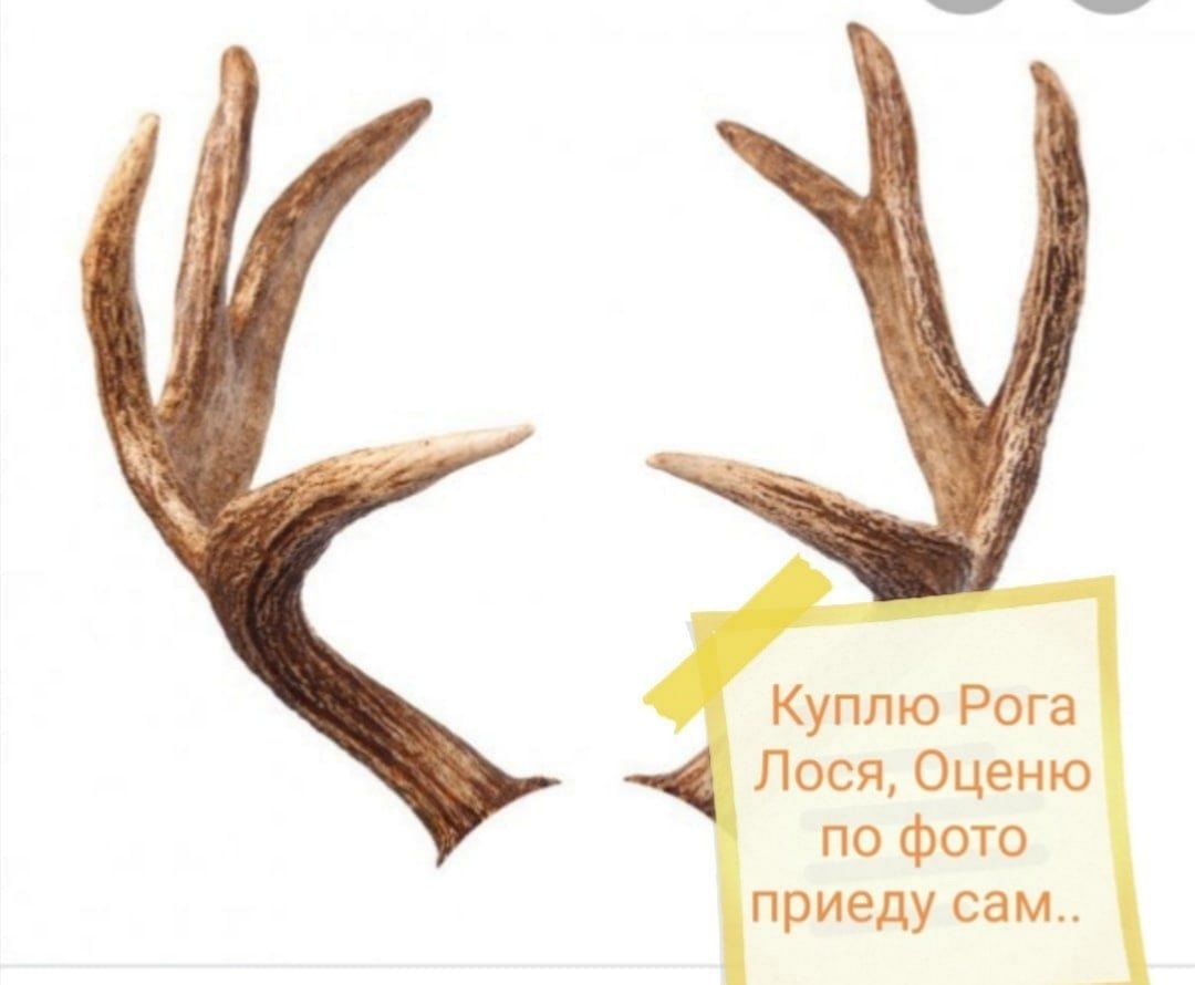 Оленьи рога картинки