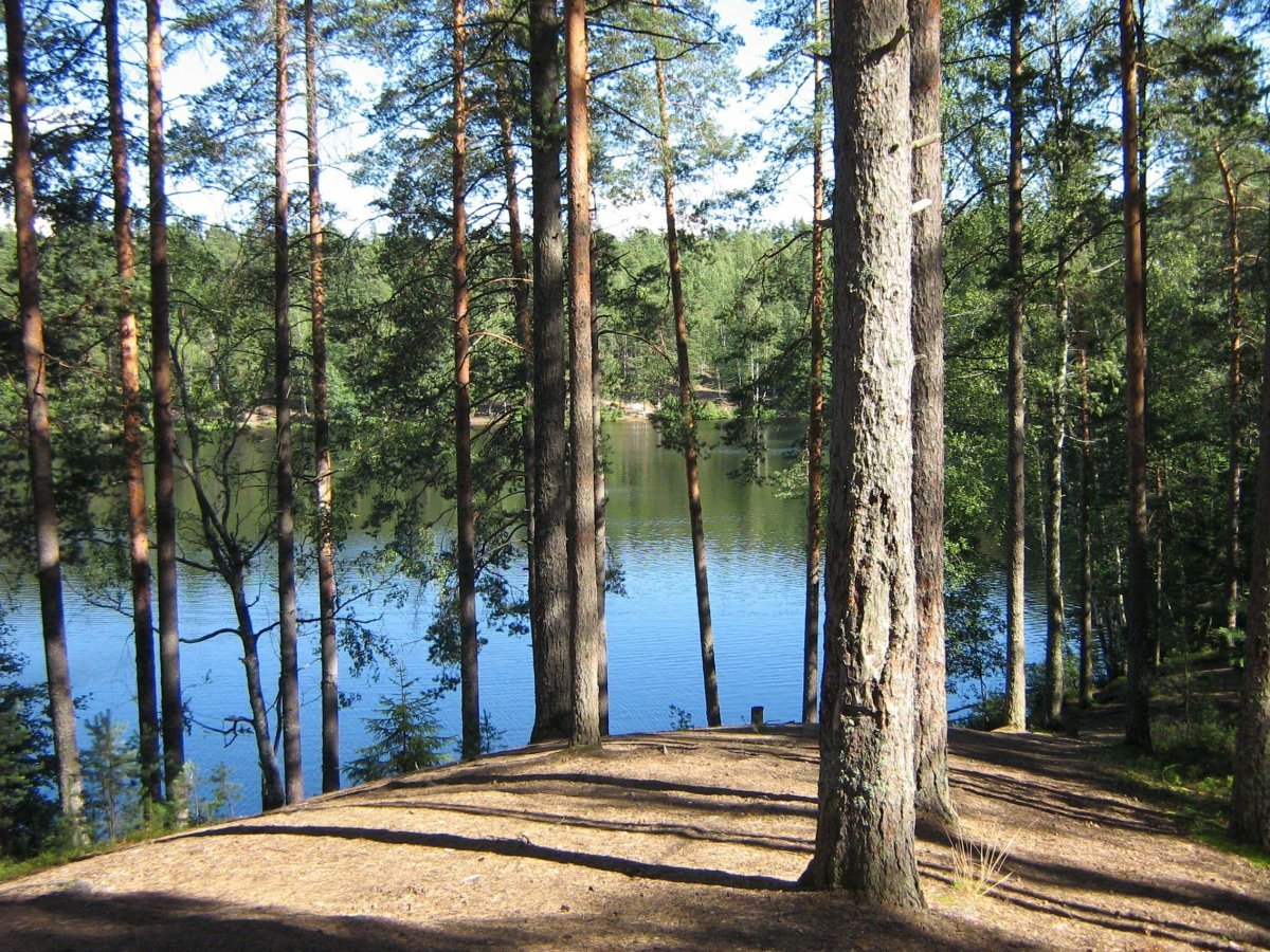Дружинное озеро Зеленогорск