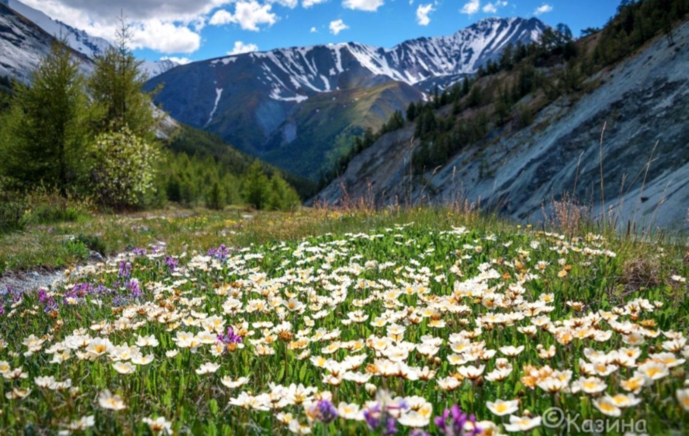 Каким будет лето в алтайском крае. Луга Алтая горный Алтай. Горный Алтай Альпийские Луга. Катунский заповедник Альпийские Луга.